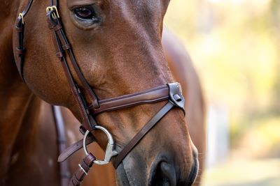Cavalier Noseband Converter